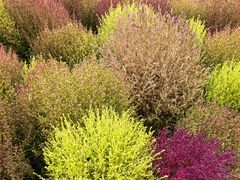 -天津东丽湖风景区