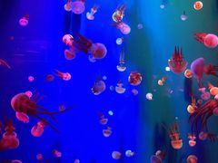 -成都浩海立方海洋公园