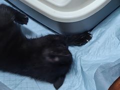-艾贝尔宠物医院·24H转诊中心·肿瘤猫专科(江宁双龙店)