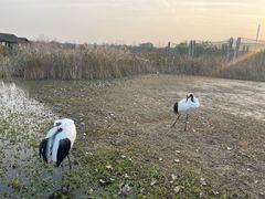 -盐城丹顶鹤湿地生态旅游区