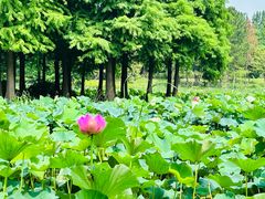 -苏州东太湖生态园