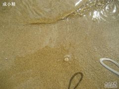 -碧海金沙