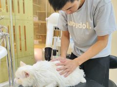 -momokira米努特·德文卷毛猫·棉花面纱犬