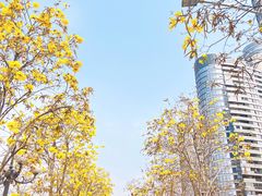 -洲头咀公园