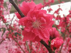 -秀丽东方