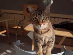 -豆逗聊愈猫阁Easy Life