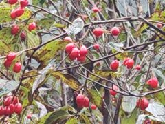 -洛阳白云山景区