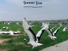 -盐城丹顶鹤湿地生态旅游区