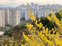 -金鸡山公园