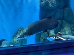 -石家庄极地海洋世界