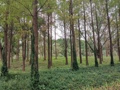 -昆山城市生态森林公园