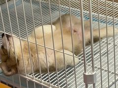 -翊宠yipet猫狗购宠庄园犬舍•猫舍