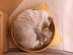 -猫和宫(六道口店)