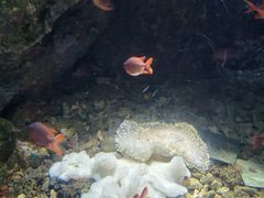 -太平洋海底世界