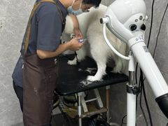 -瑞鹏宠物医院·骨外科·心肾科·肿瘤科(九亭店)