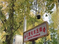 -三里屯东五街银杏大道