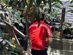 -桃源山庄·烤全羊·柴火鸡·烧烤团建(龙泉山店)
