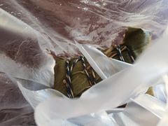 -孝店王酒酿馒头(安昌1店)