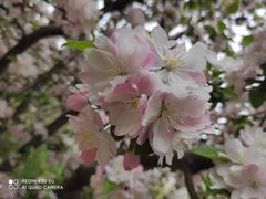 -海棠花溪(元大都城垣遗址公园)