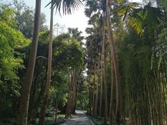 -中国科学院西双版纳热带植物园