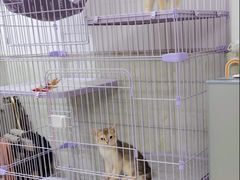 -lincat·猫舍(广州店)