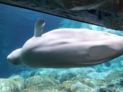 -珠海长隆海洋王国