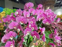 -循礼门鲜花花市(武汉循礼门店)