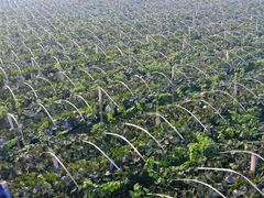 -白鹿原葡萄主题公园