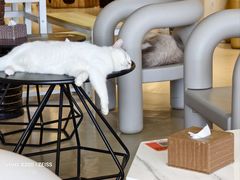 -藏猫猫咖啡主题馆(中央大道店)