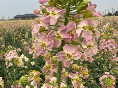 -中国天府农业博览园