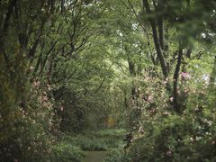 -鹅湖玫瑰文化园
