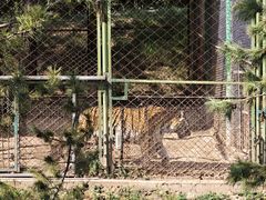 -青藏高原野生动物园