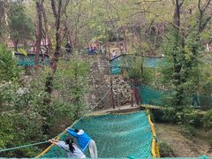 -原山国家森林公园