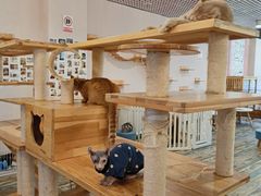 -喵匠猫主题咖啡(凯德和平广场店)