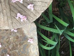 -观唐（国际）度假村温泉