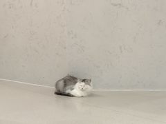 -共舞时光猫咖·狗咖(新街口店)