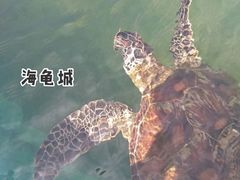 -硇洲岛旅游区
