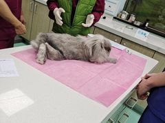 -北京观赏动物医院·24小时大型综合·猫专科·异宠专科