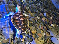 -芜湖新华联大白鲸海洋公园