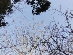 -秋霞圃