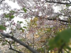 -高东镇樱花园