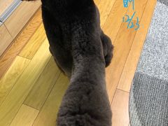 -PETKIT小佩宠物(古北店)