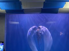 -大连圣亚海洋世界