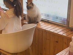-猫的茶·猫咖