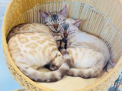 -猫小主咖啡·猫咖cat cafe(福田店)