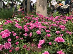 -上海共青森林公园