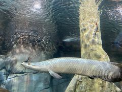 -上海海洋水族馆