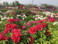 -曹州百花园