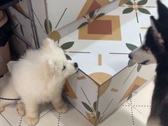 -毛绒耶耶撸宠馆·猫咖·狗咖·荷兰猪咖