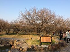 -香雪海